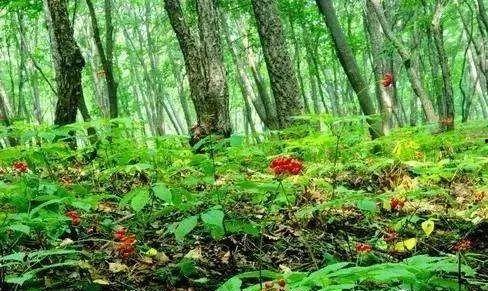 国产林下参怎么种植视频,视频教程详解