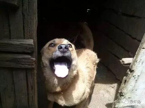 国产最猛土狗视频,土狗视频展现惊人实力